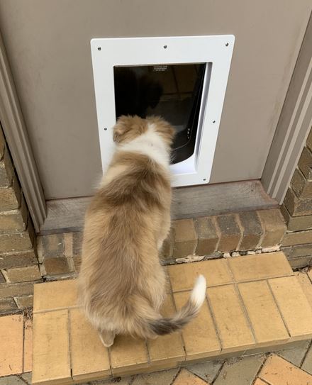 Pet Doors Australia online