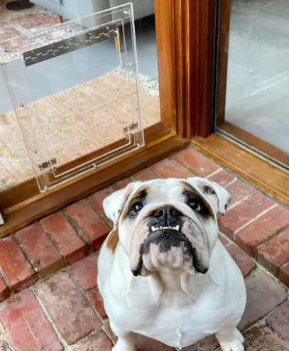 Pet Doors Australia online