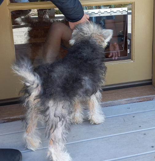 Pet Doors Australia online