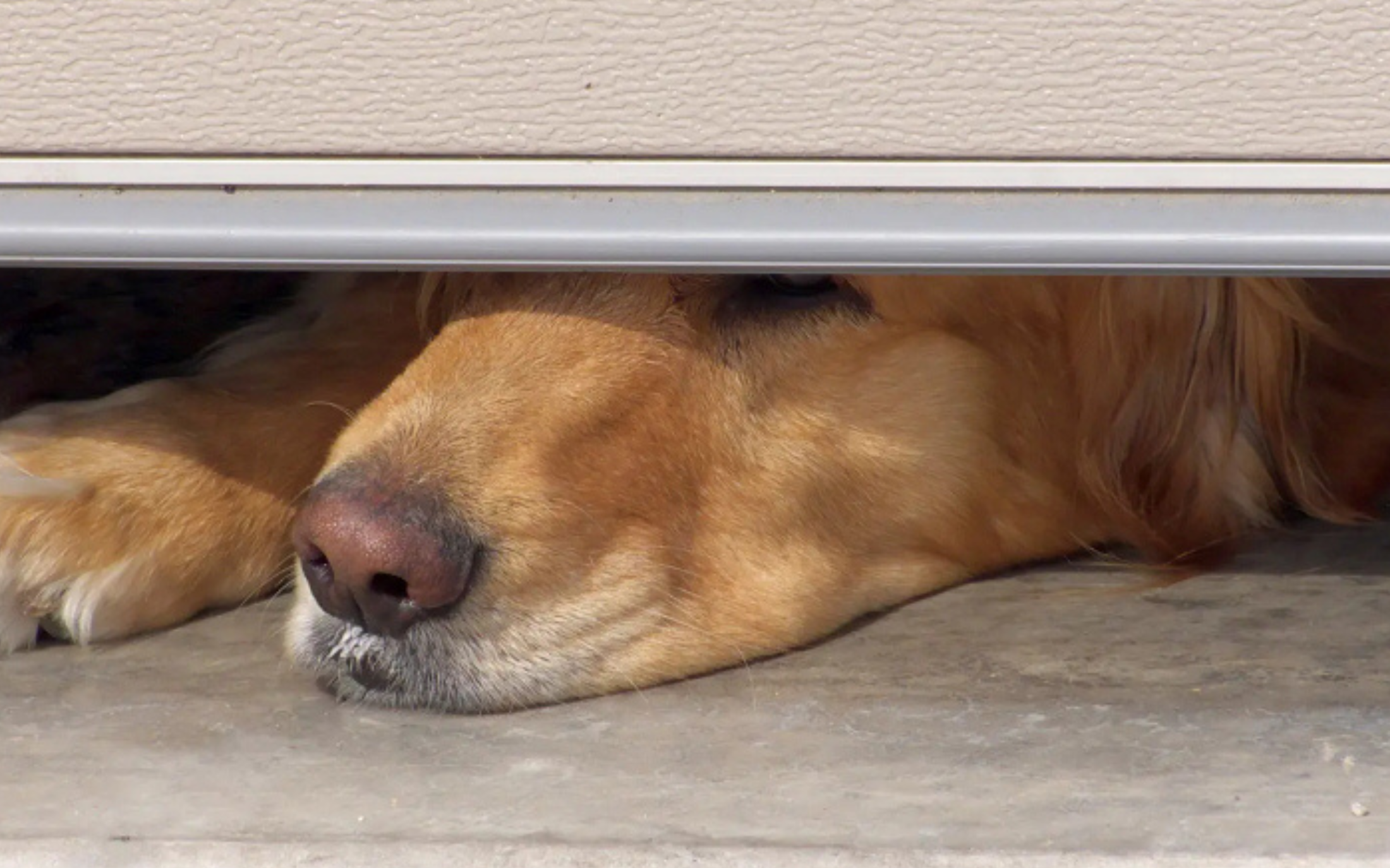 Pet Doors Australia online