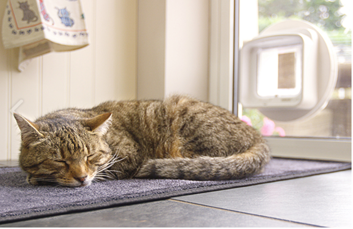 Large sureflap microchip pet door online