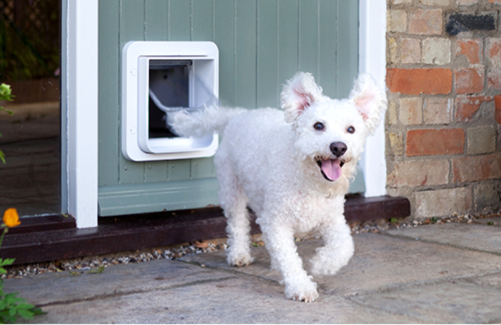 Dog door that hot sale works with microchip